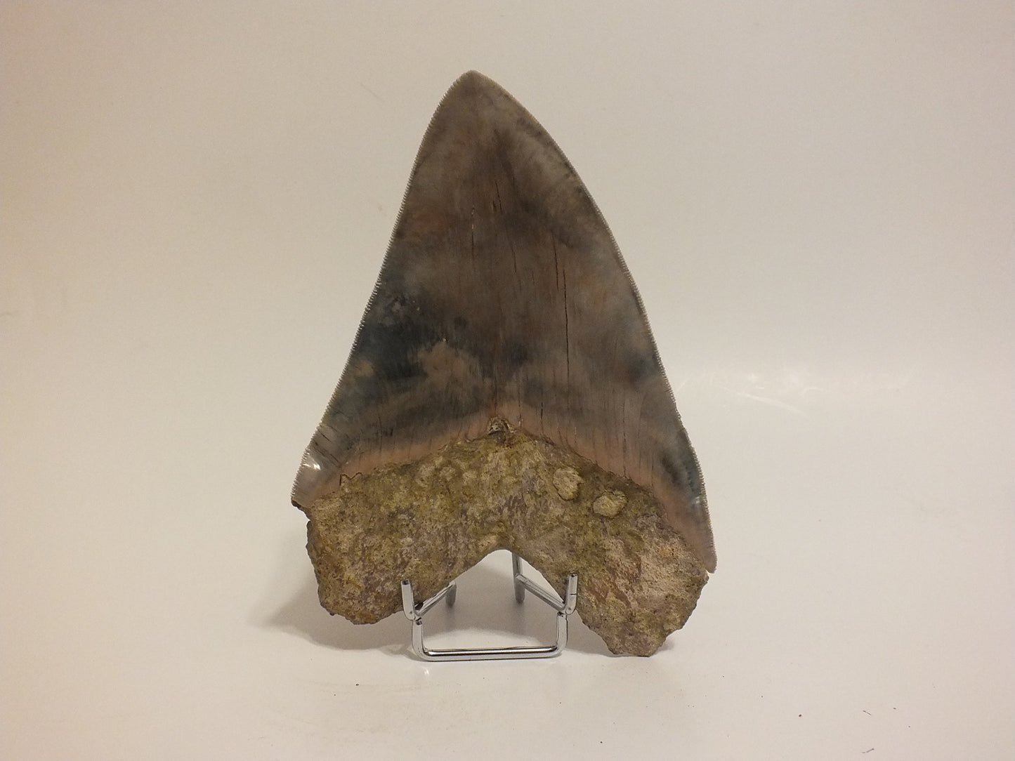 6.12" Megalodon Tooth (Indonesia)