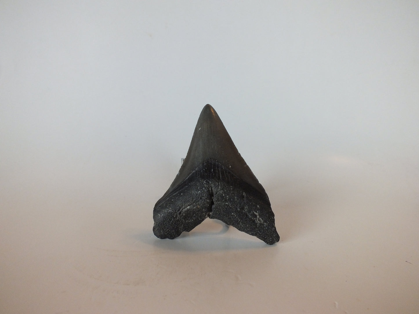3.12" Megalodon Tooth