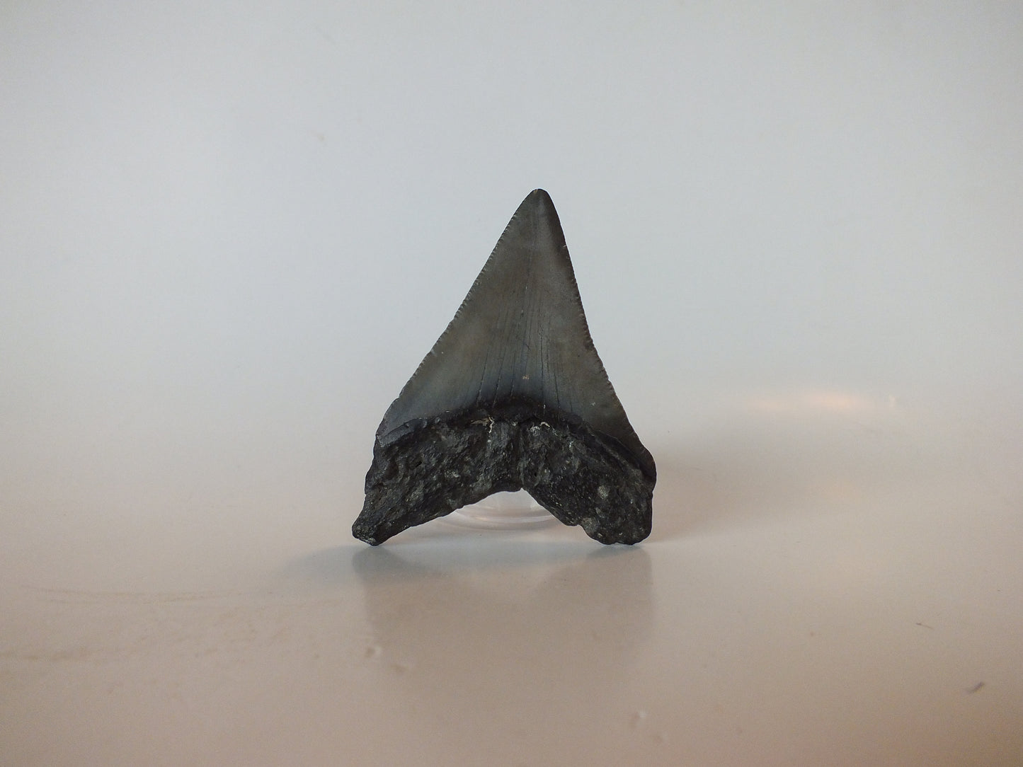 3.12" Megalodon Tooth