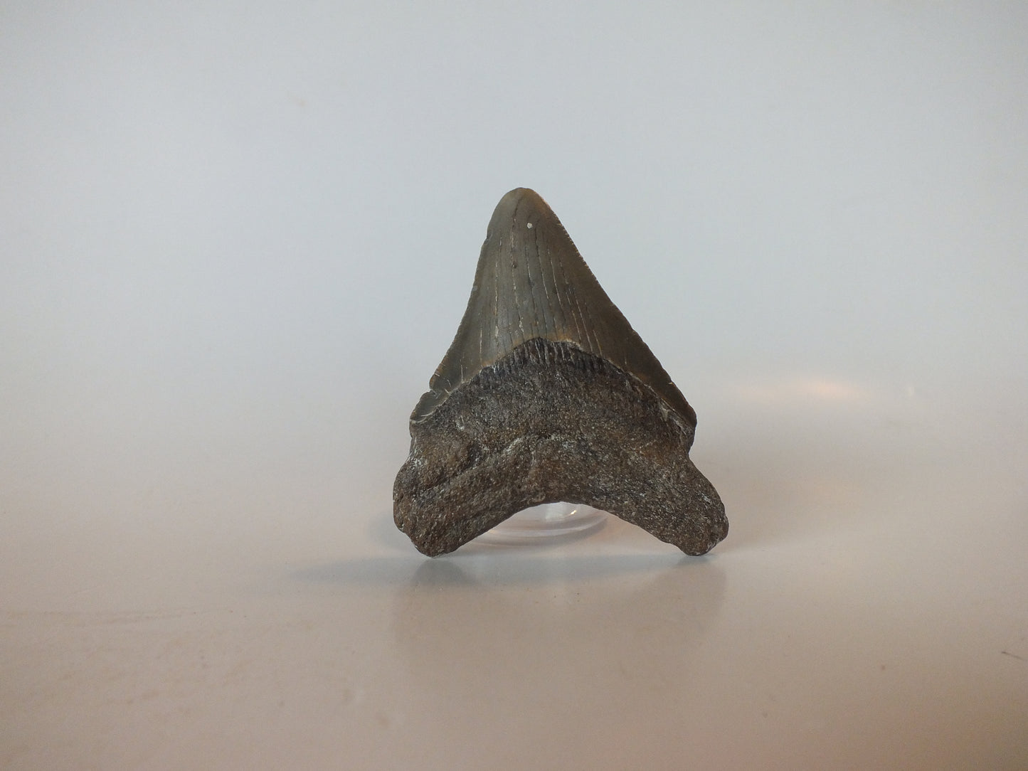 2.93" Megalodon Tooth