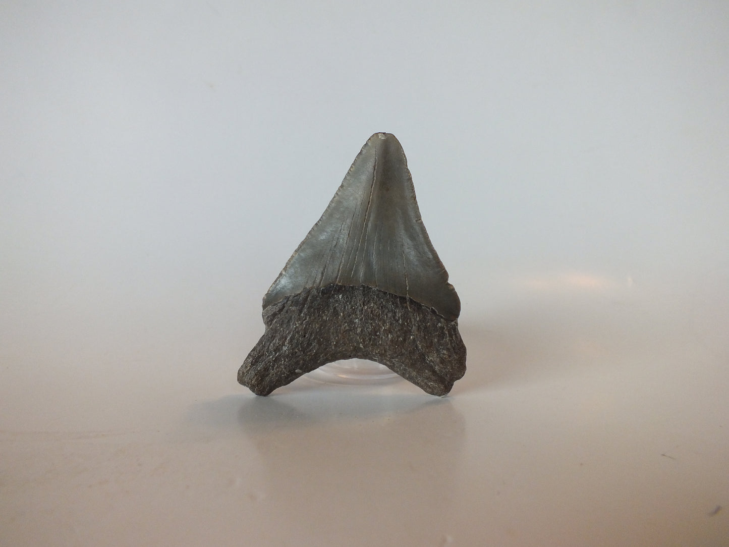 2.93" Megalodon Tooth