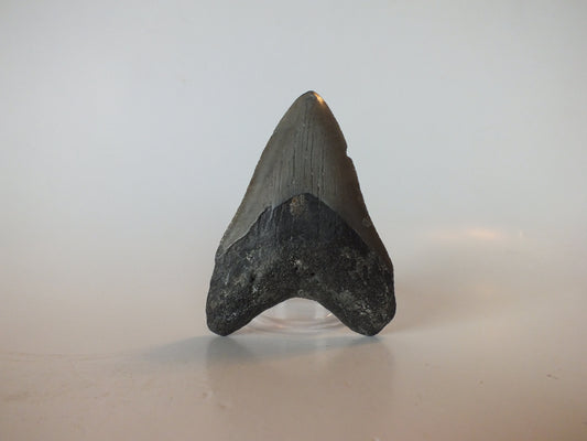3.13" Megalodon Tooth