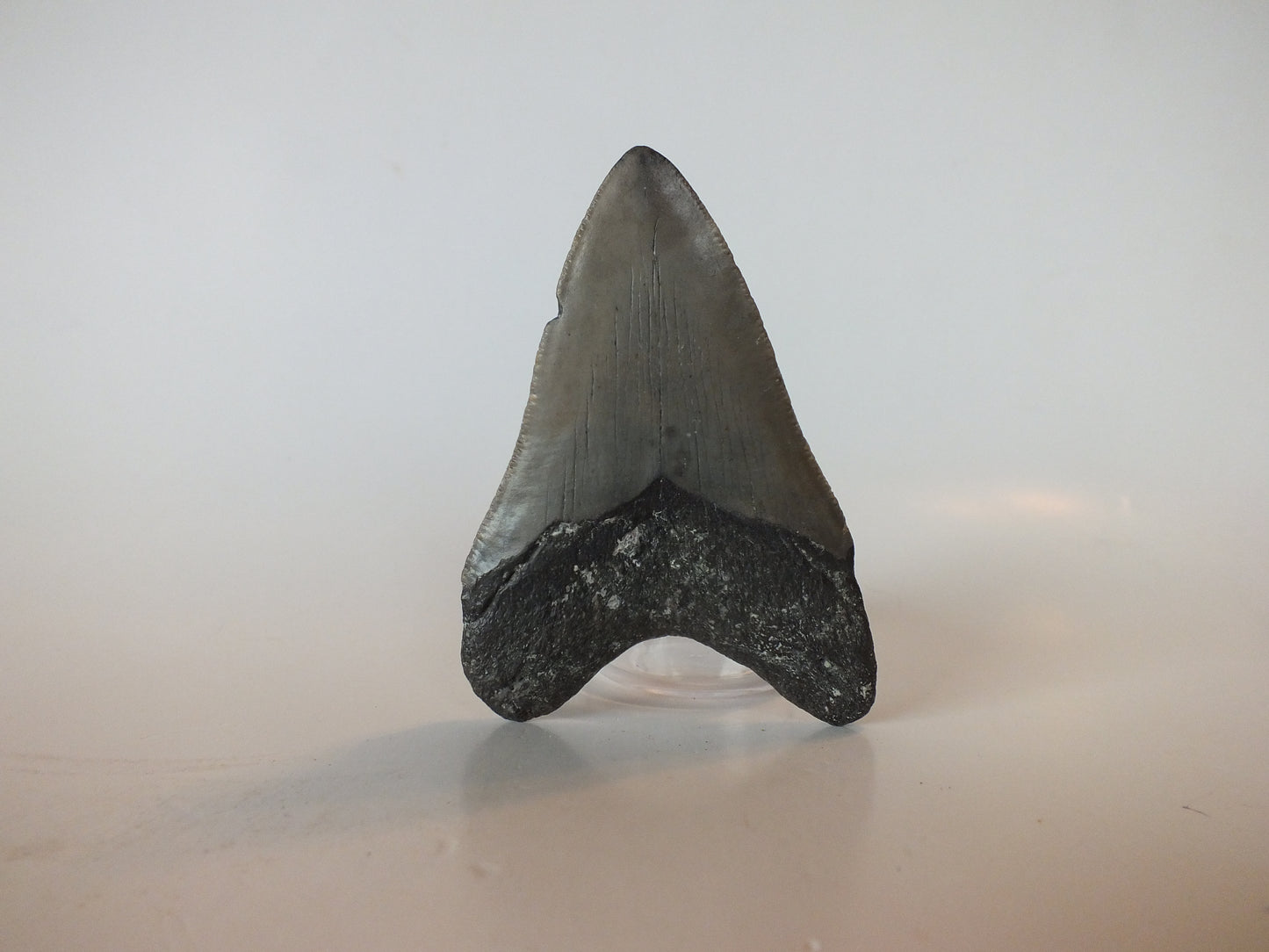 3.13" Megalodon Tooth