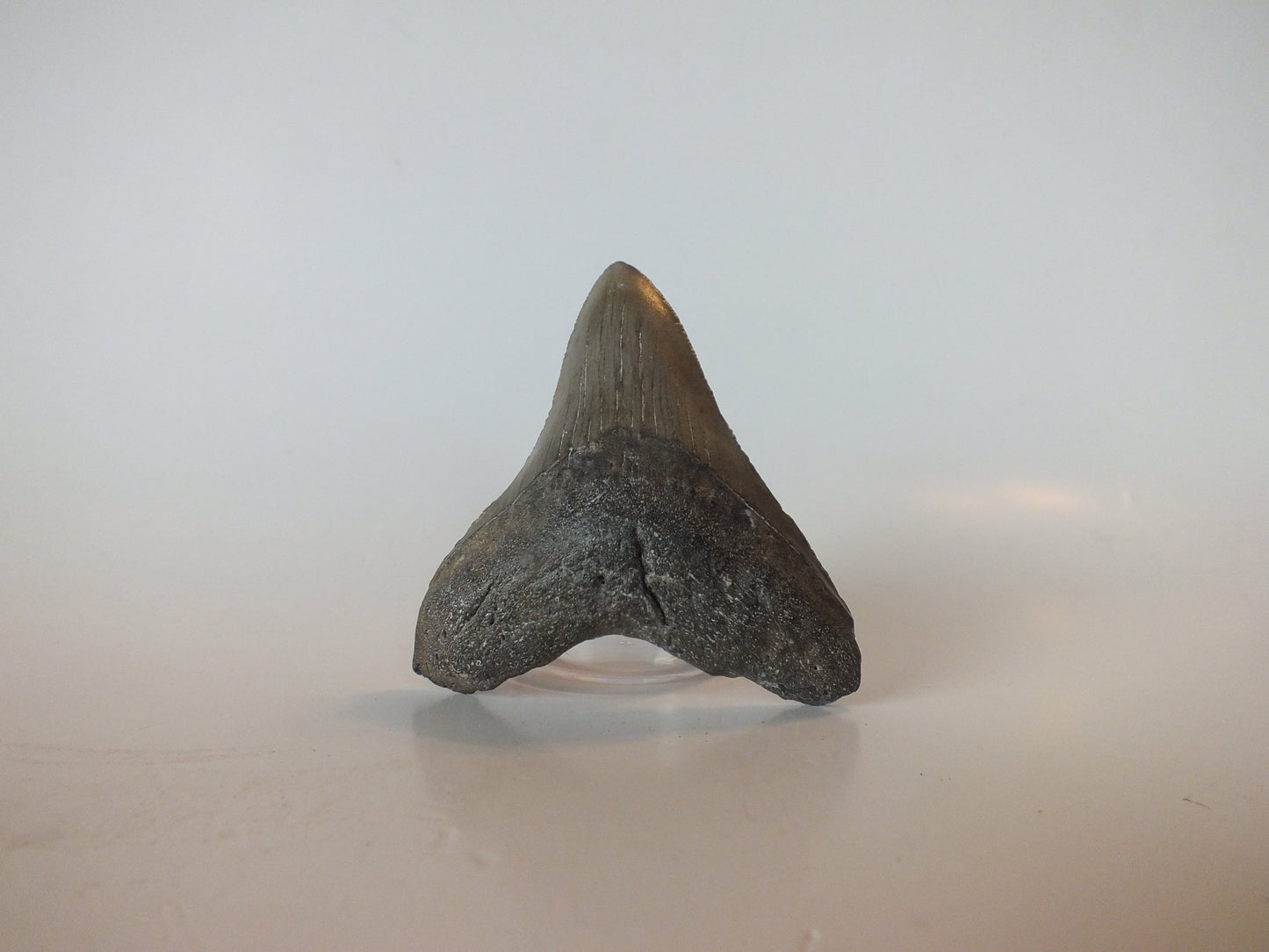 3" Megalodon Tooth