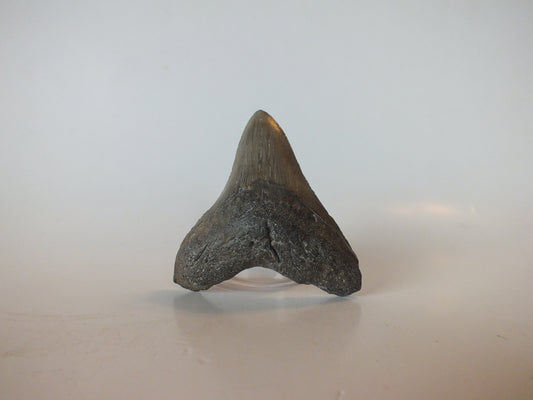 3" Megalodon Tooth