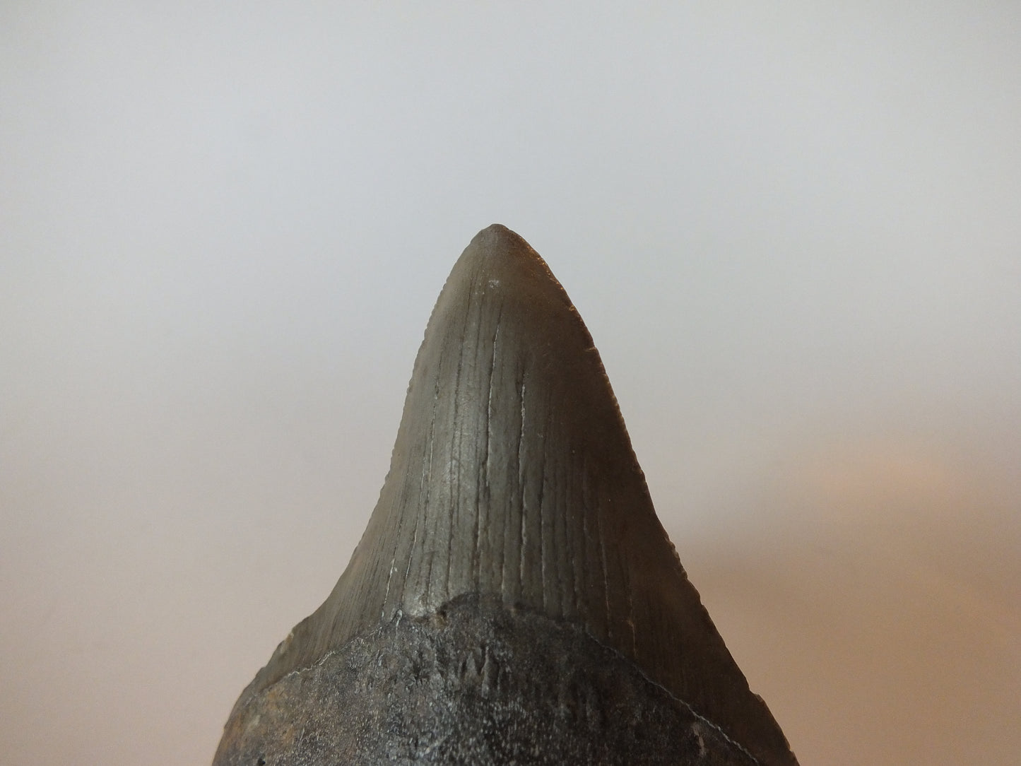 3" Megalodon Tooth