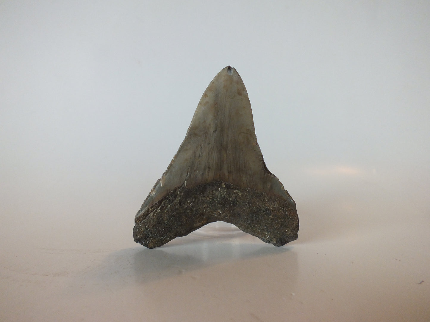 3" Megalodon Tooth