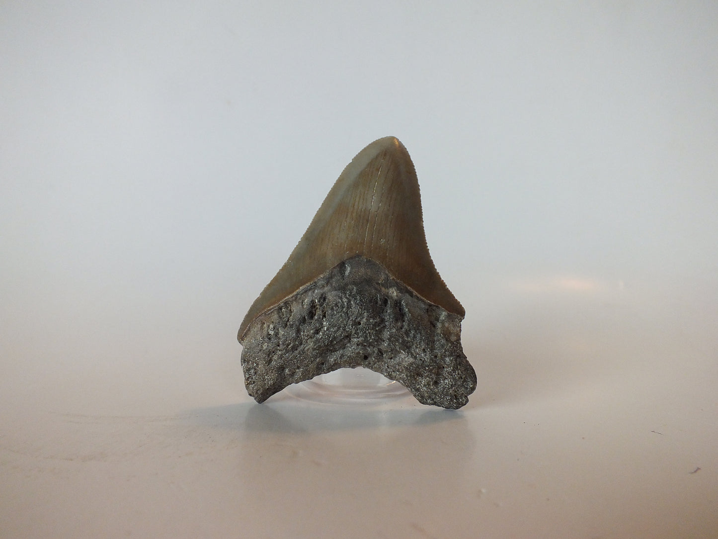 3.11" Megalodon Tooth