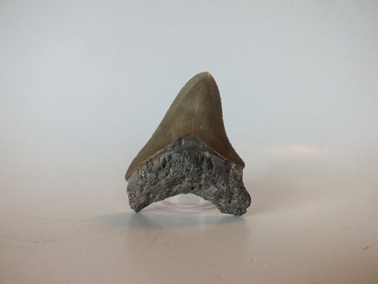 3.11" Megalodon Tooth