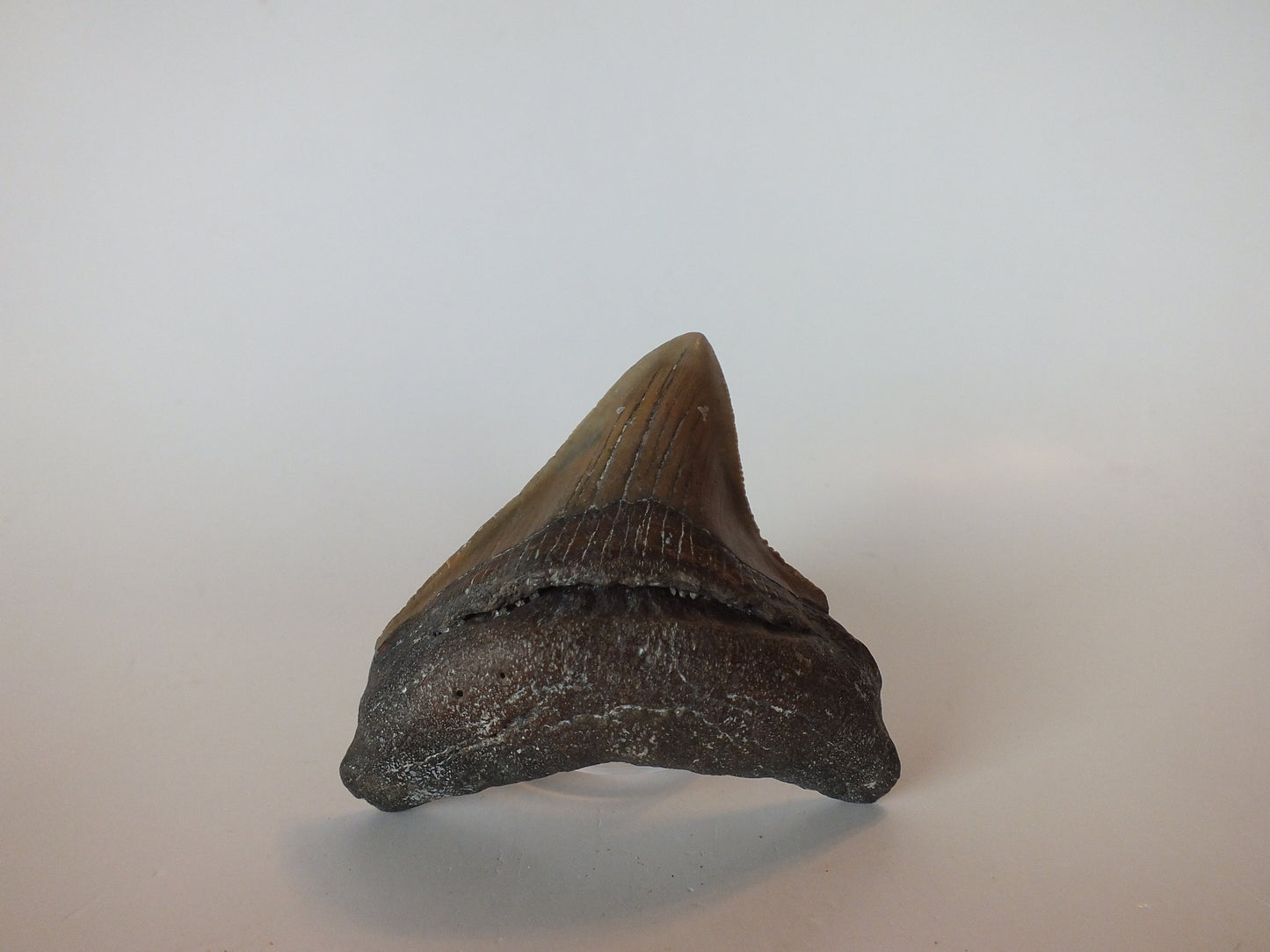 2.98" Megalodon Tooth