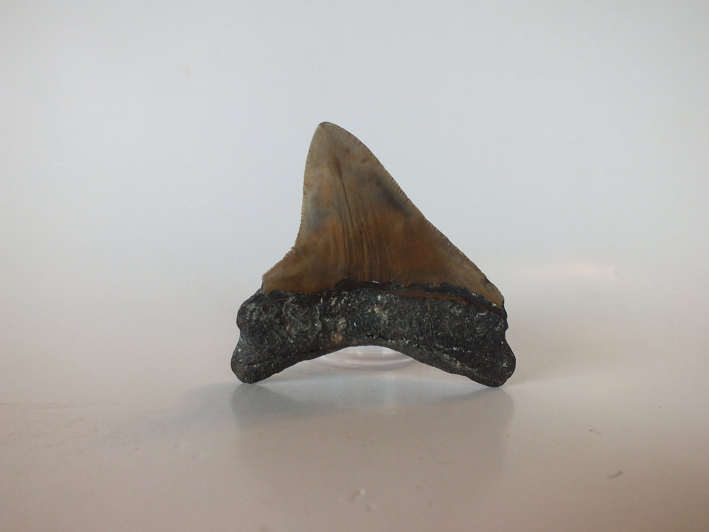 2.98" Megalodon Tooth