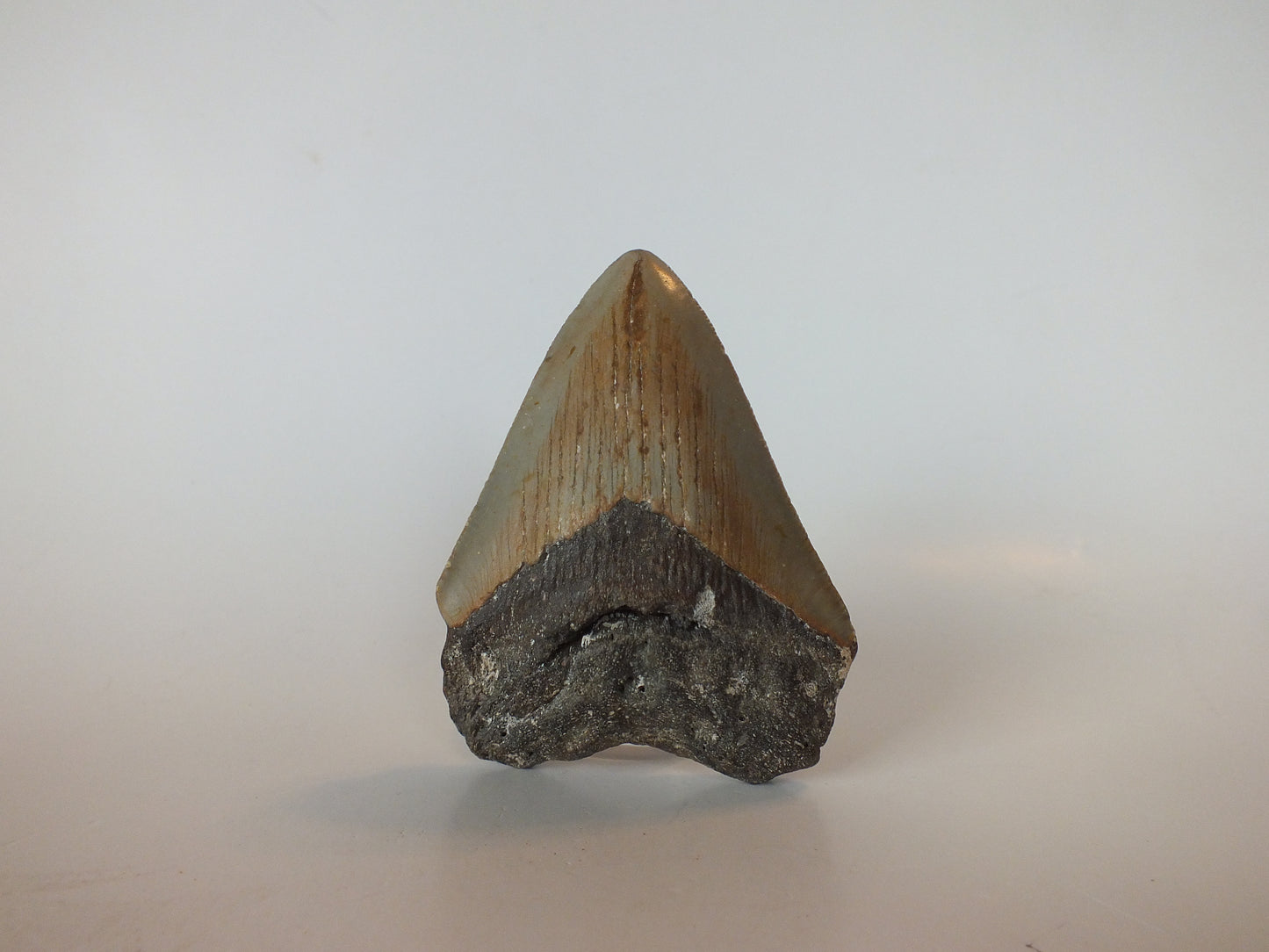 3.42" Megalodon Tooth