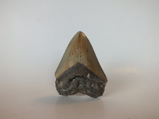 3.42" Megalodon Tooth