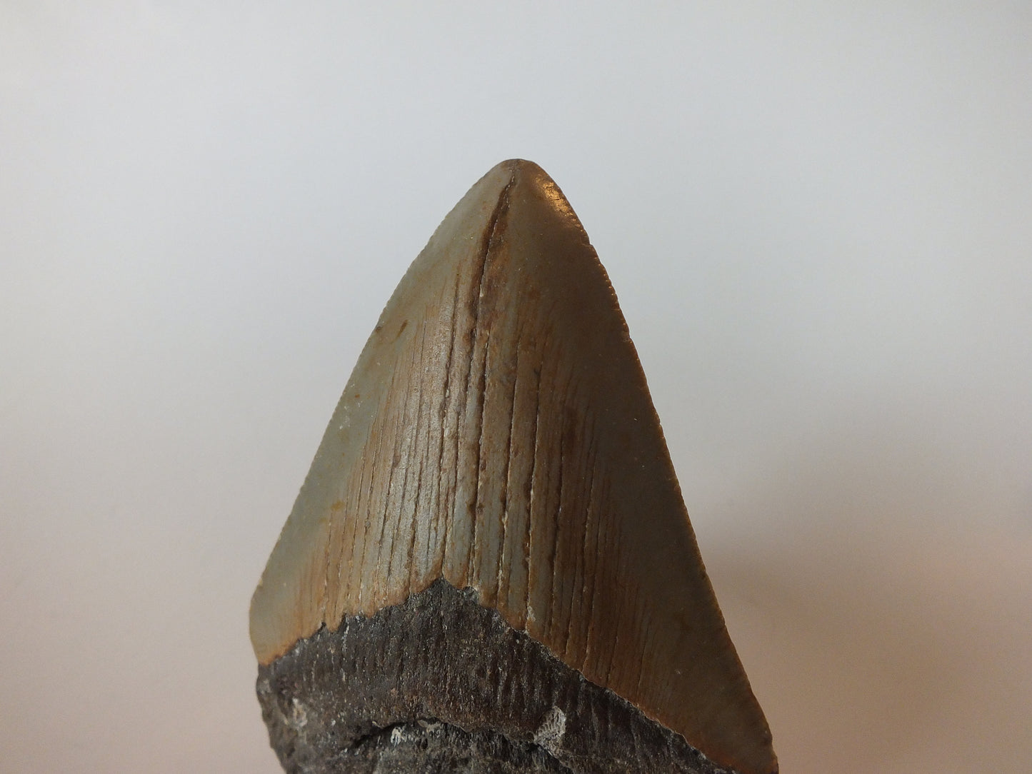 3.42" Megalodon Tooth