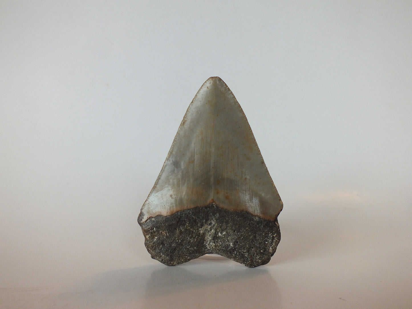 3.42" Megalodon Tooth