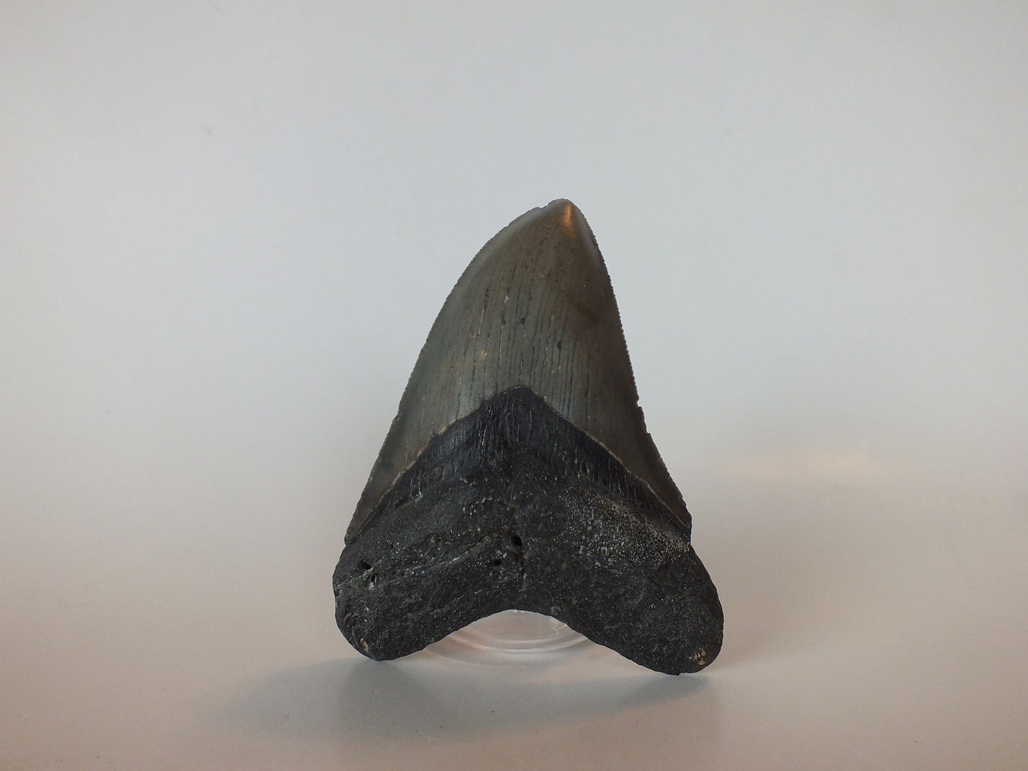 3.7" Megalodon Tooth