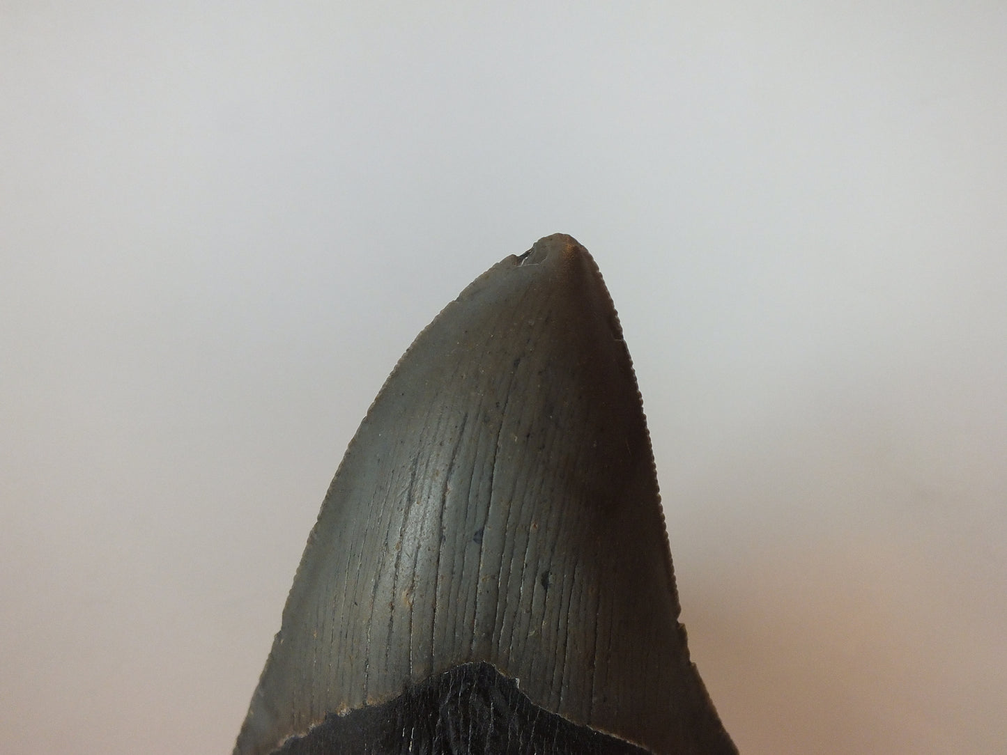 3.7" Megalodon Tooth