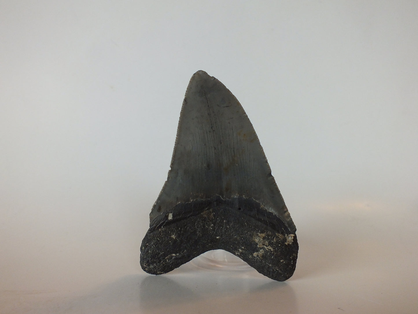 3.7" Megalodon Tooth