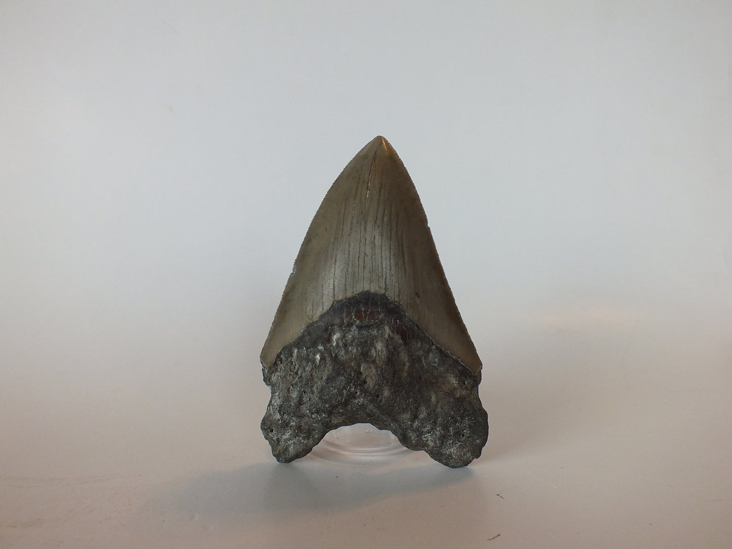 3.8" Megalodon Tooth