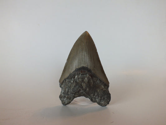 3.8" Megalodon Tooth