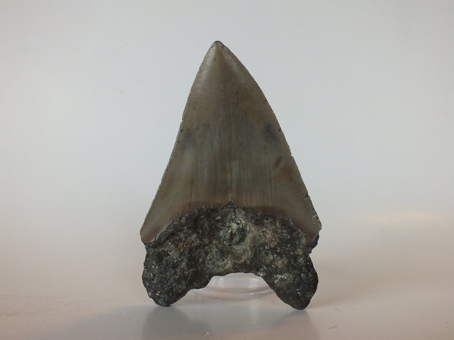 3.8" Megalodon Tooth
