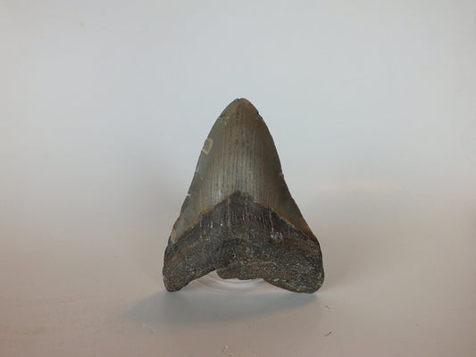3.57" Megalodon Tooth