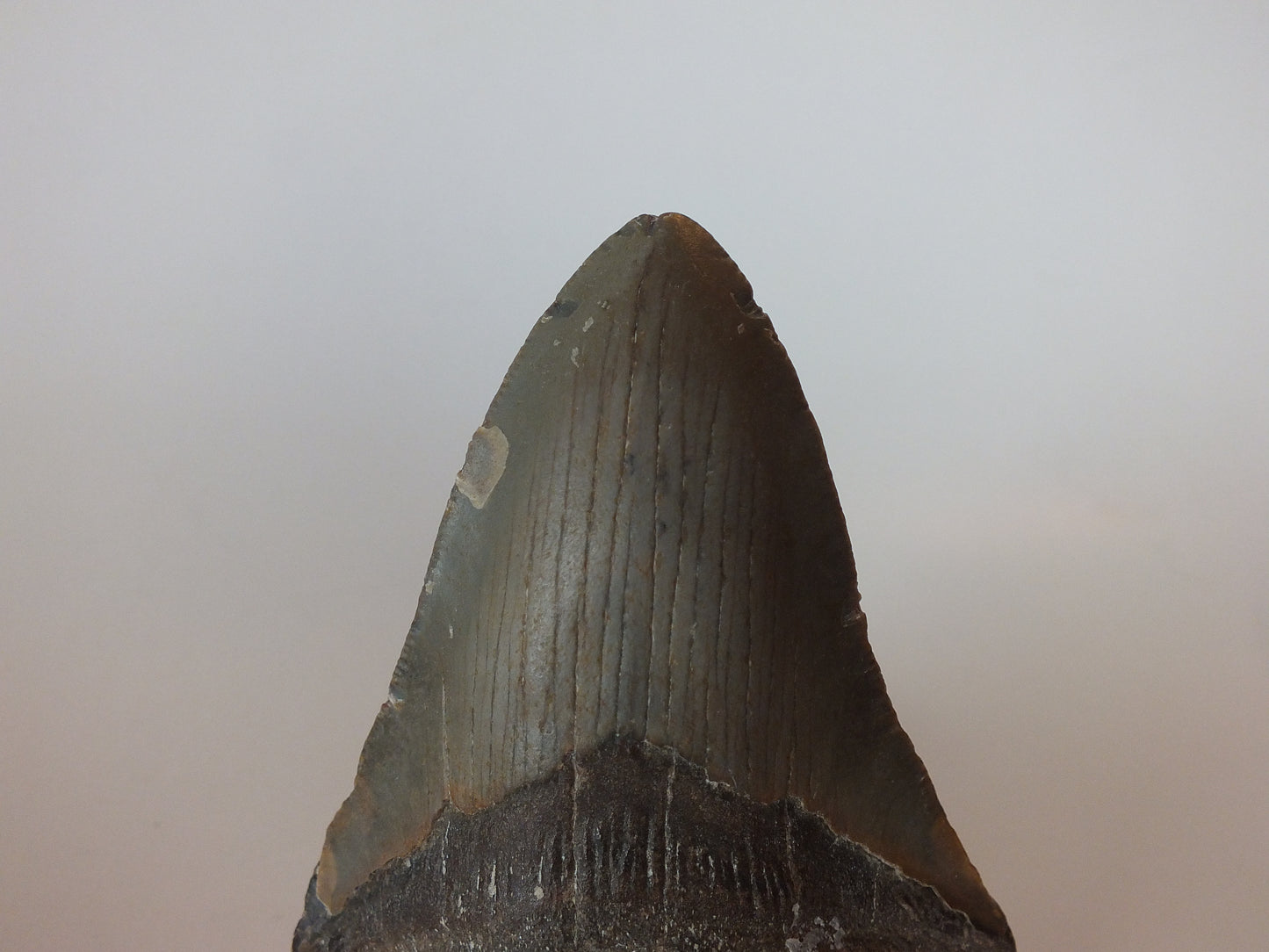 3.57" Megalodon Tooth