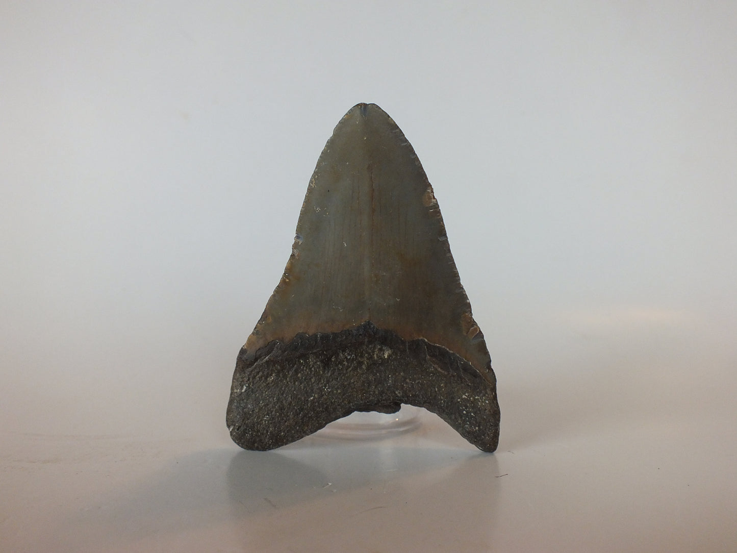 3.57" Megalodon Tooth
