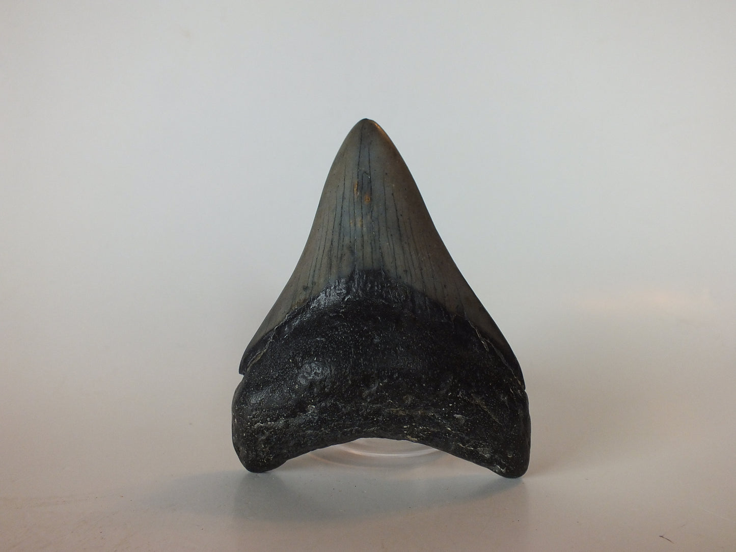 3.21" Megalodon Tooth