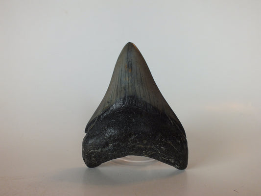 3.21" Megalodon Tooth