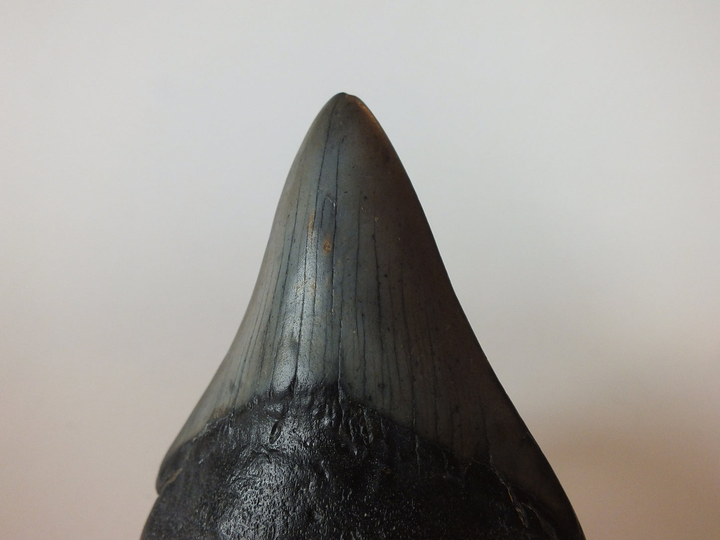 3.21" Megalodon Tooth