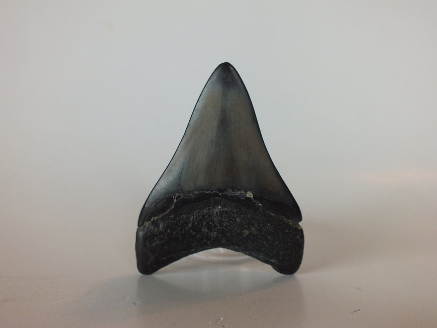3.21" Megalodon Tooth