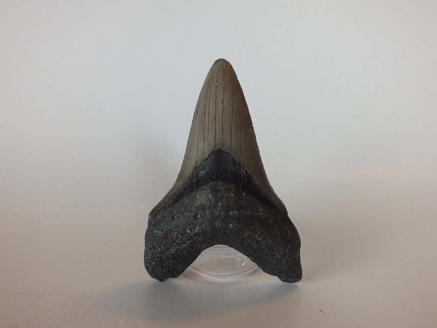3.91" Megalodon tooth