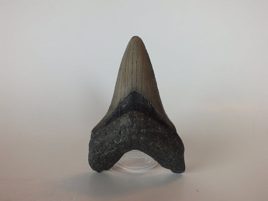 3.91" Megalodon tooth