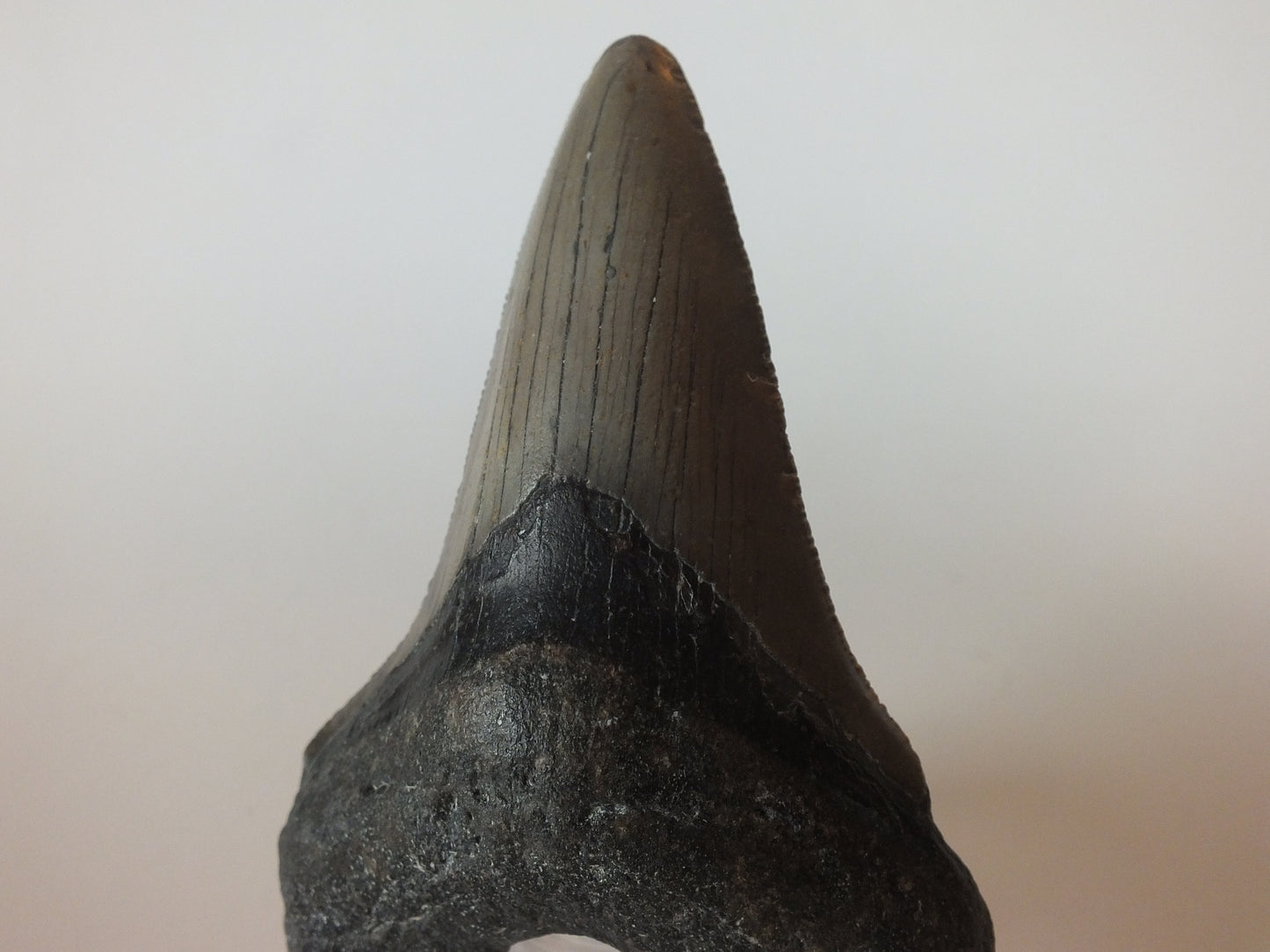 3.91" Megalodon tooth