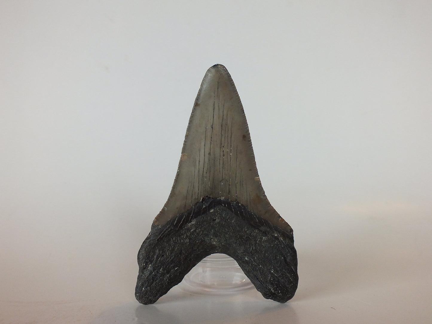 3.91" Megalodon tooth