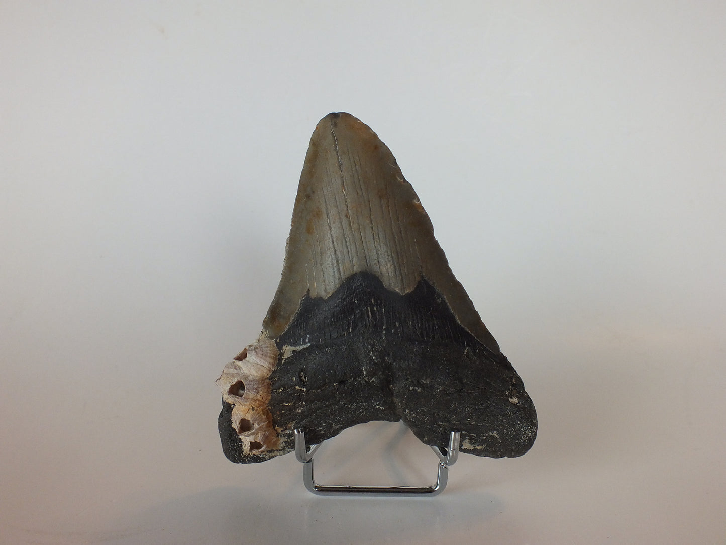 4.35" Megalodon Tooth W/ Barnacles