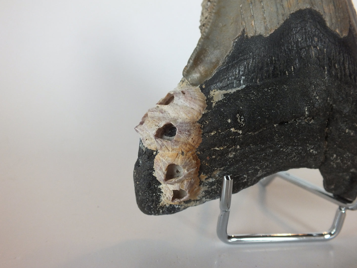 4.35" Megalodon Tooth W/ Barnacles