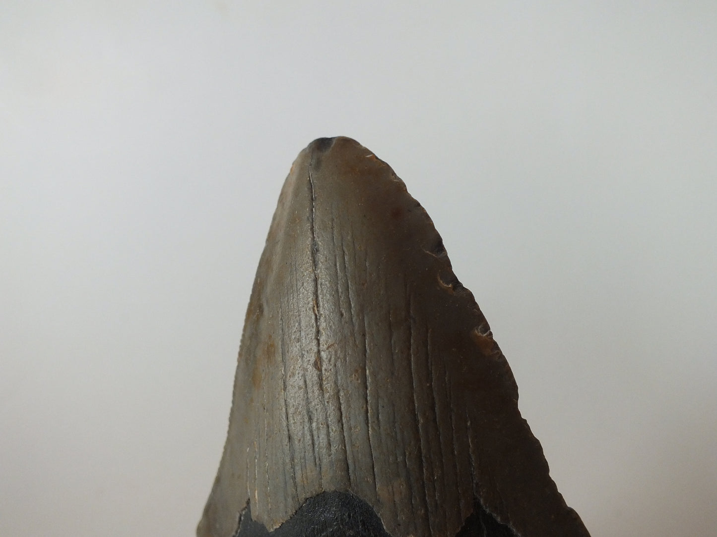 4.35" Megalodon Tooth W/ Barnacles