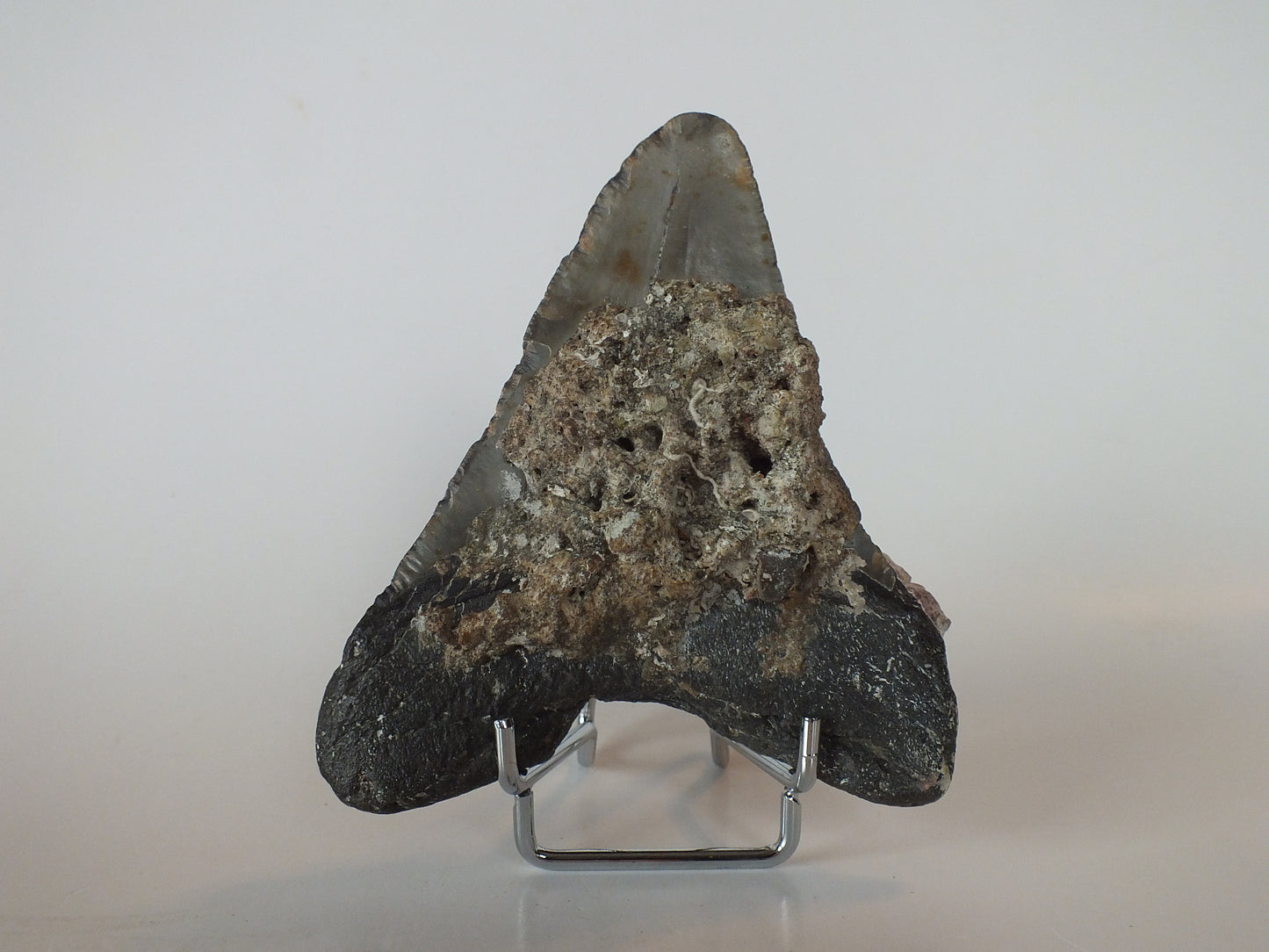 4.35" Megalodon Tooth W/ Barnacles