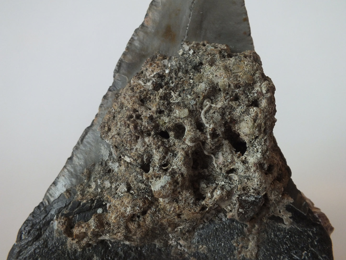 4.35" Megalodon Tooth W/ Barnacles