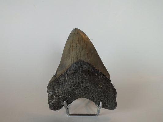 4.49" Megalodon Tooth