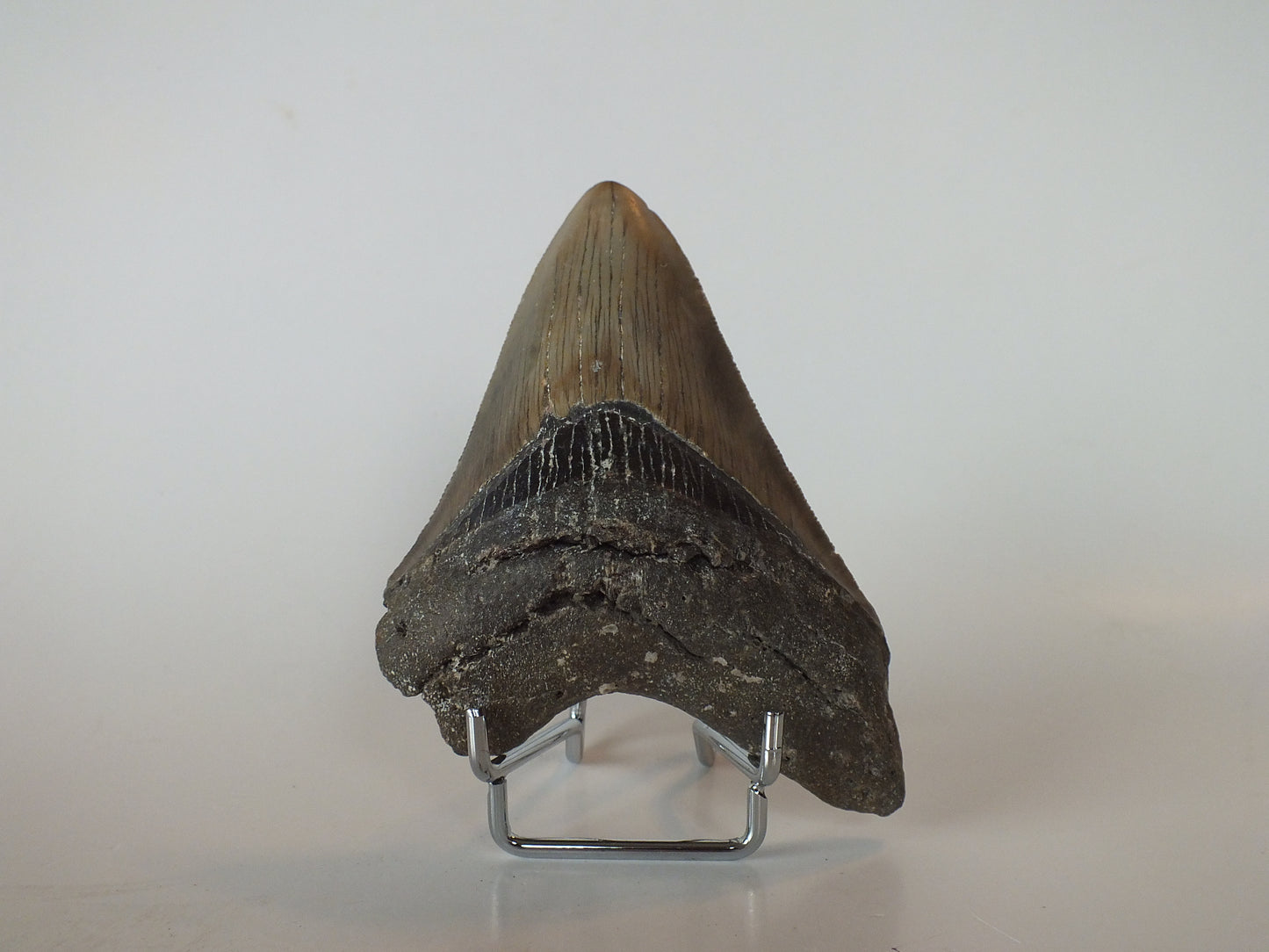 4.3" Megalodon Tooth