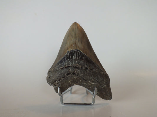 4.3" Megalodon Tooth