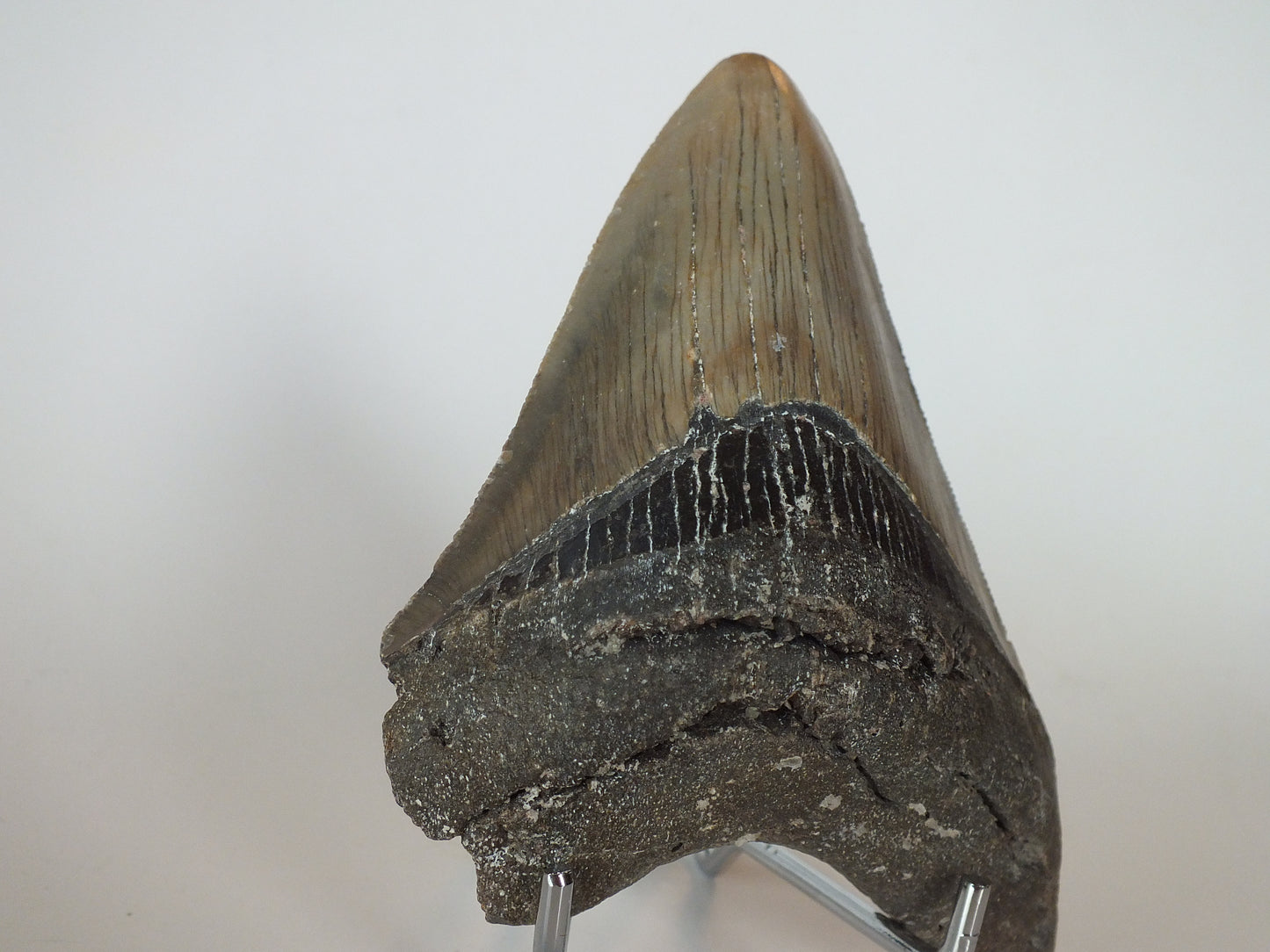 4.3" Megalodon Tooth