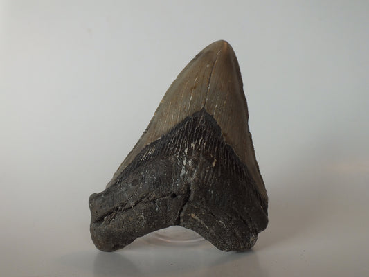 4.46" Megalodon Tooth