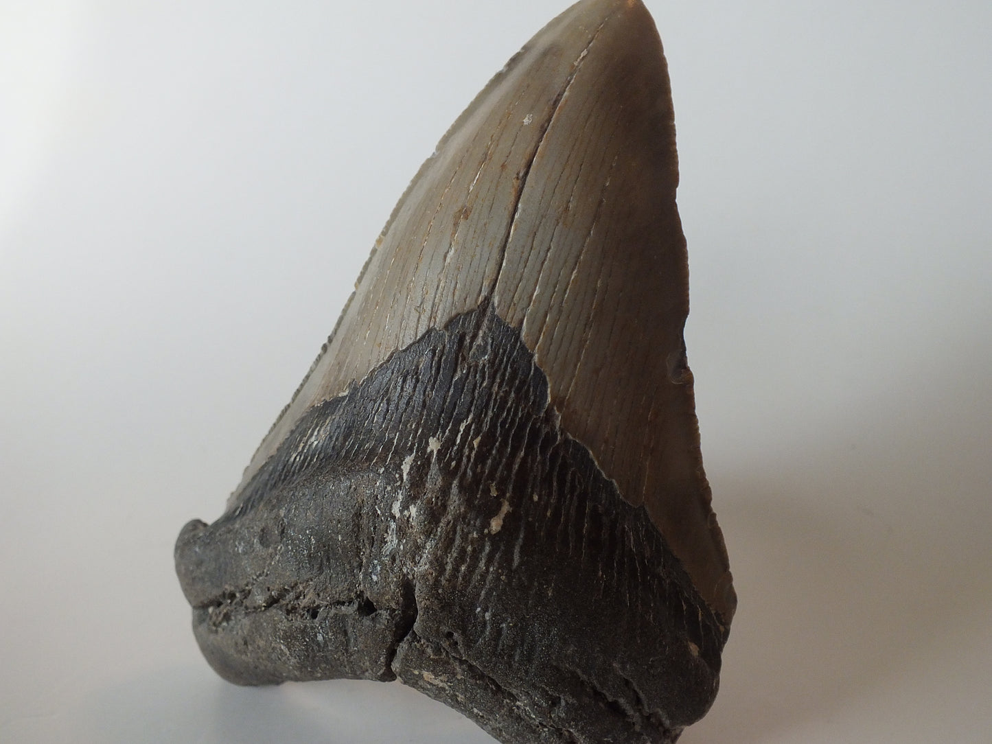 4.46" Megalodon Tooth