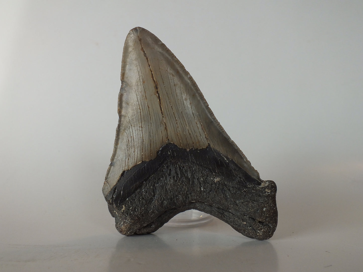 4.46" Megalodon Tooth