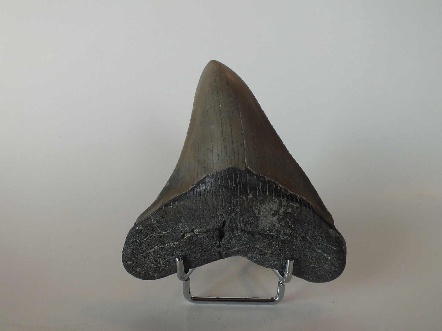 4.03" Megalodon Tooth