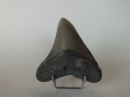 4.03" Megalodon Tooth